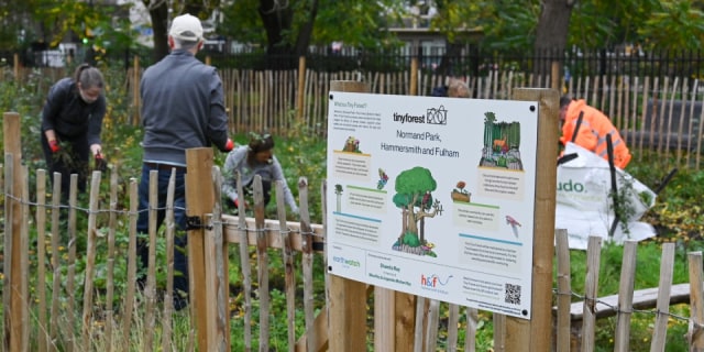 a tiny forest project in Hammersmith